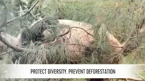 Goal 15 Life on Land #Pandas4GlobalGoals  (Created with @Ma