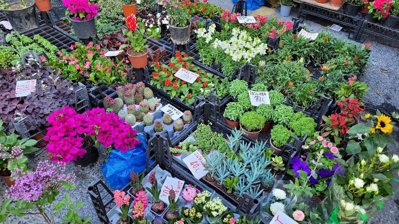 İstinye Pazarındaki Çiçekler.