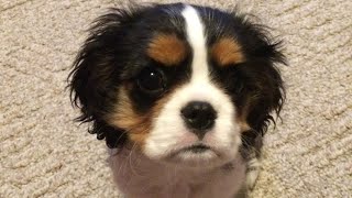 Isabelle's Film Day by Isabelle The Cavalier 2,564 views 1 year ago 1 minute, 42 seconds