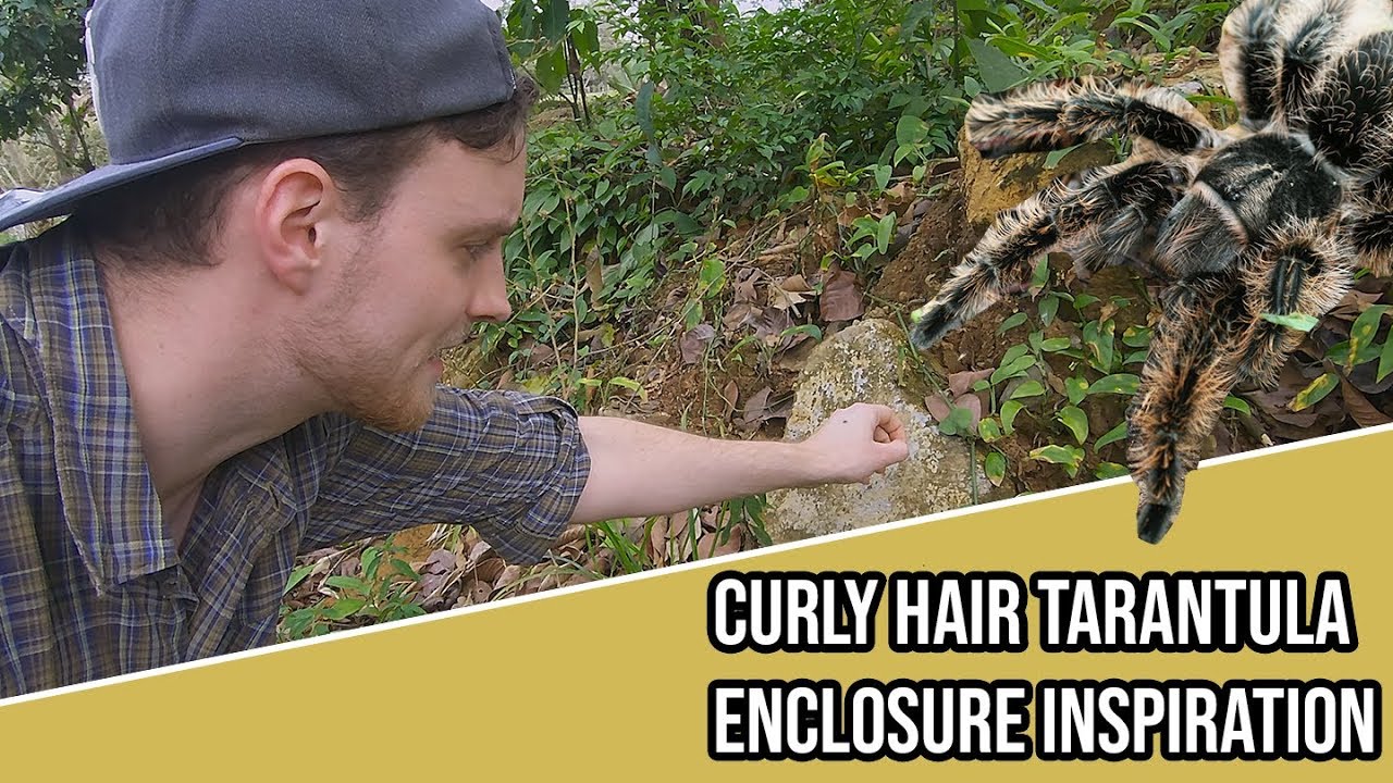 Прискорбная охота на Тарантулу в Коста-Рике.