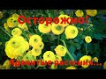 Страшно ядовитые растения которые вызывают смерть Страшно ядовитые растения которые вызывают смерть
