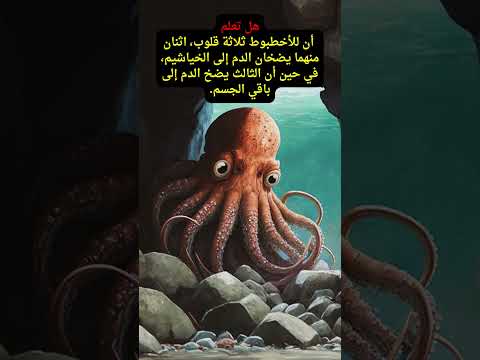 الأخطبوط