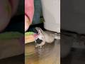 野生育ちのアマガエルは巨大アオムシを食べるのか? #カエル #捕食 #飼育