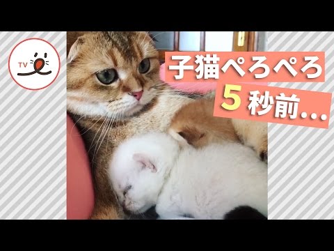 2匹の子猫を愛でる猫の行動に愛を感じる♡【PECO TV】