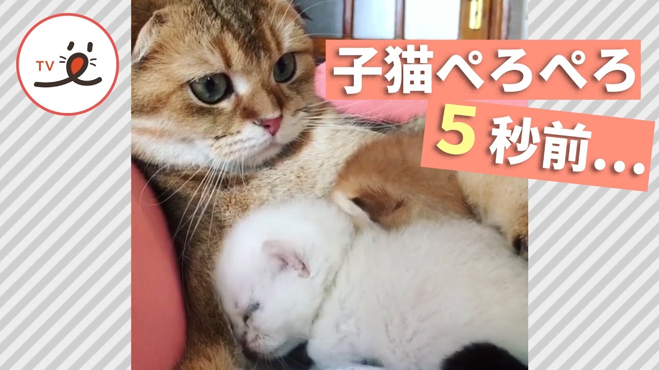 2匹の子猫を愛でる猫の行動に愛を感じる Peco Tv Youtube