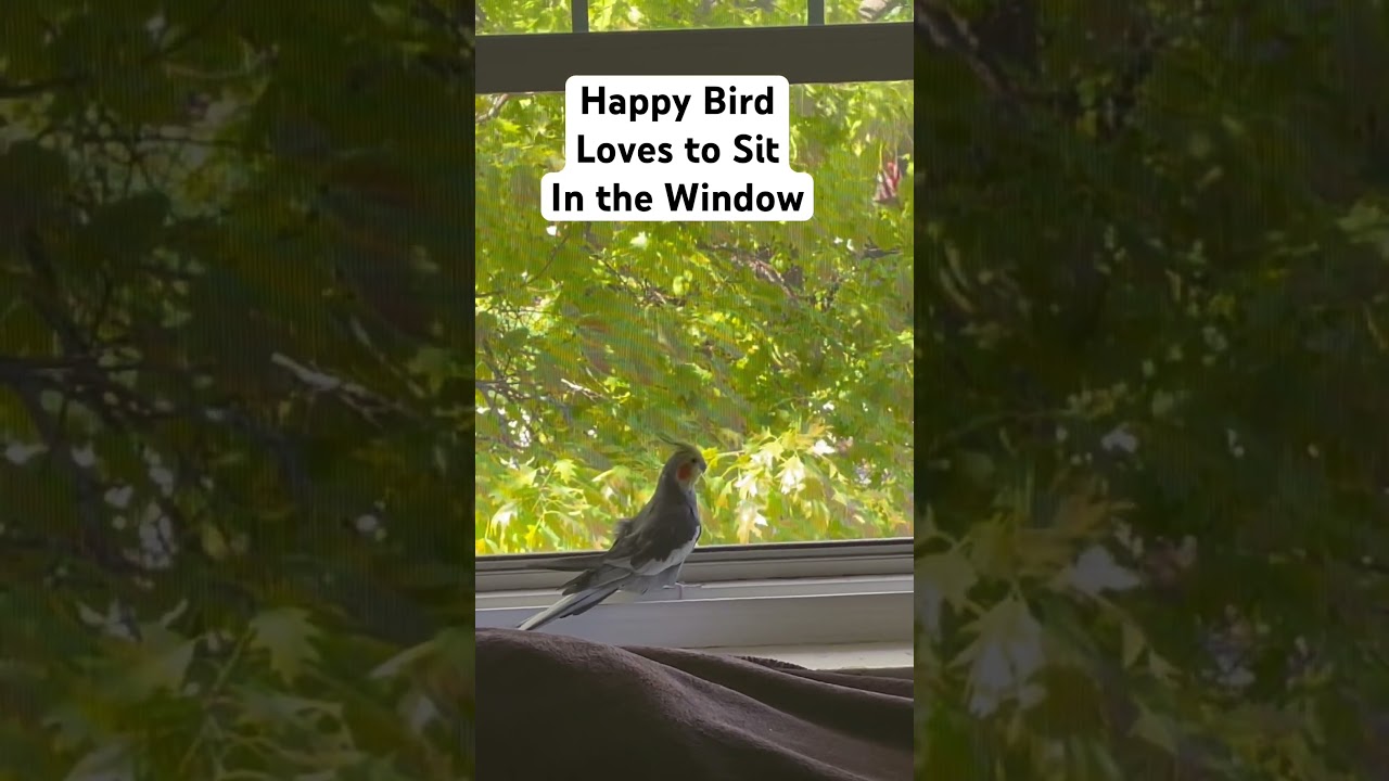 Happy Bird! #animalshorts #animals #birds #bird #cockatiel