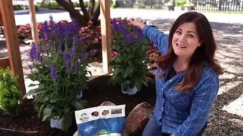 Enjoying Perennial Salvia Plants in your Garden