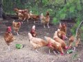 Crazy and Interesting Nature Sound of Hens
