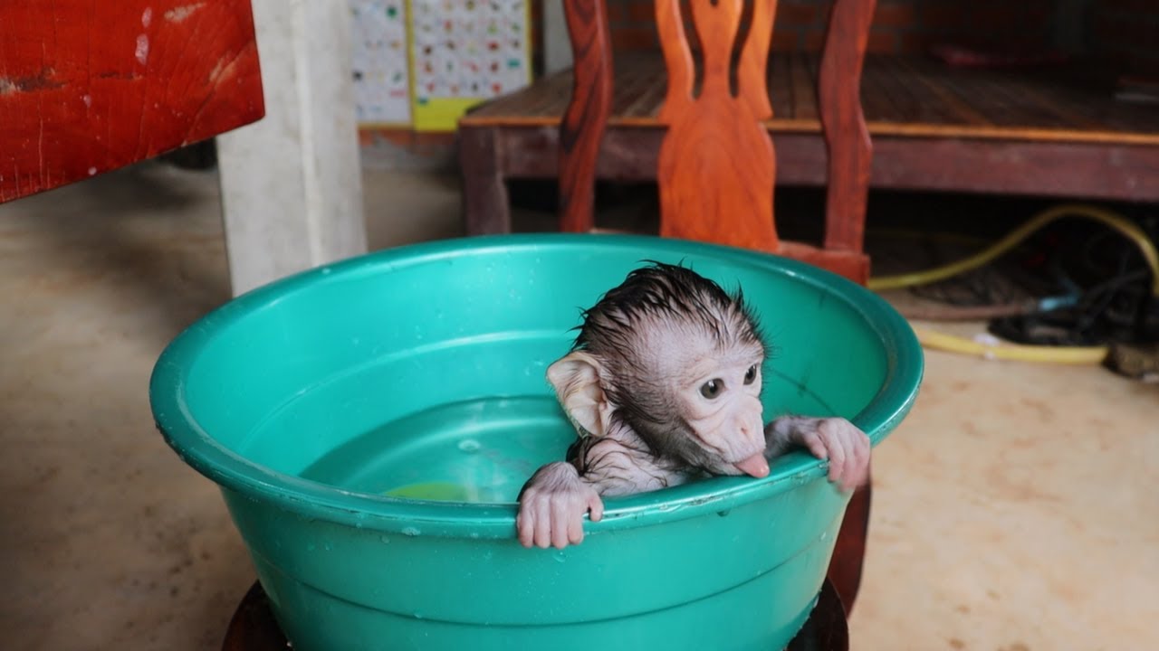 Bathing& Nursing Little Monkey!! Feeding Baby Monkey In Village so Adorable