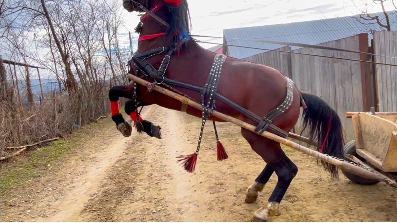 Draft Horse Stallion! BEST - YouTube