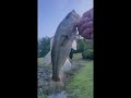 5-6 POUND BASS BREAKS OFF!