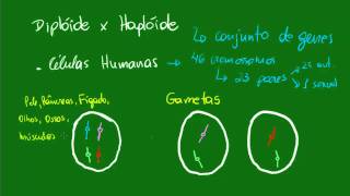 Diplóide versus Haplóide