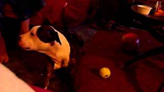 My dog AK doing the army crawl