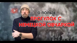 О пользе прогулок с немецкой овчаркой