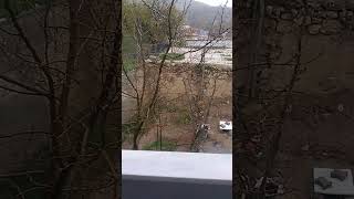 Ağaç Dalında Iki Kumru Kuşu Yağmur Yağışı Sesini Usulca Dinlerken