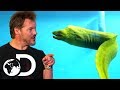 WWE's Chris Jericho is Scared to Swim with an Eel! | Tanked