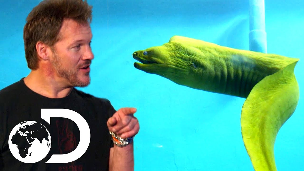 wwe raw 2019 new WWE's Chris Jericho is Scared to Swim with an Eel! | Tanked