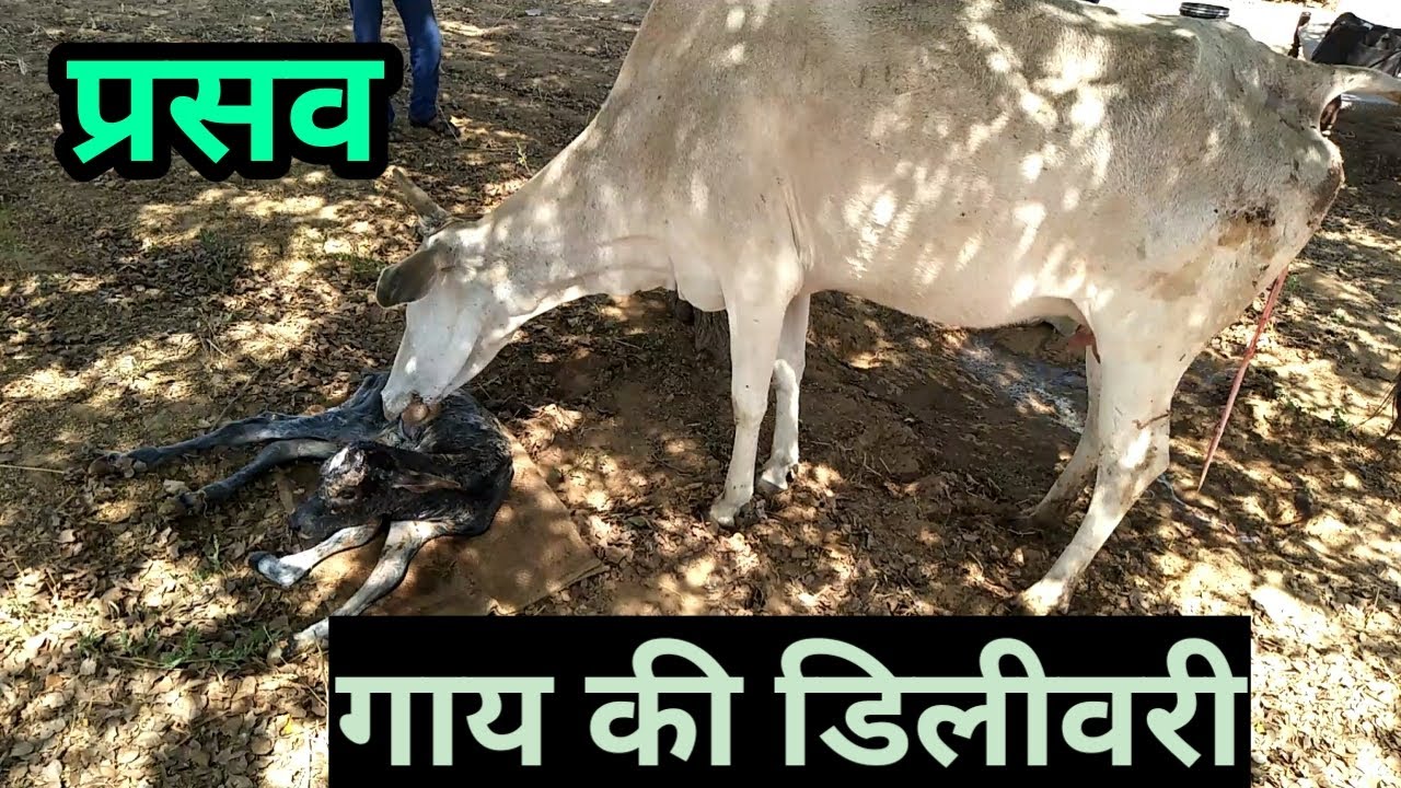how cow give birth to baby cow देशी गाय की डिलीवरी desi cow ki delivery