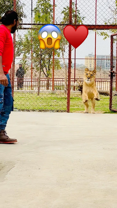 Wait for Lioness Dangerous Attack😨#animallovers  #tiger #lion #love #fight