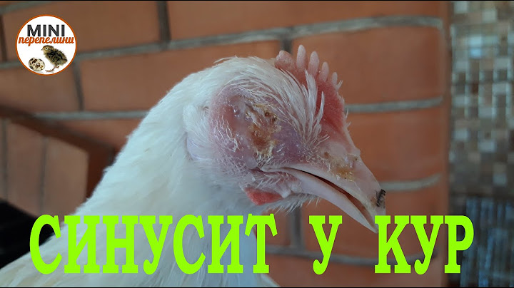 Лечим синусит у курицы.