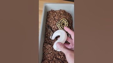 🔥🐍Make Ultrapied ball pythons. Available now!*ALL OFFERS WELCOME!* SNKELTD.COM #ballpython