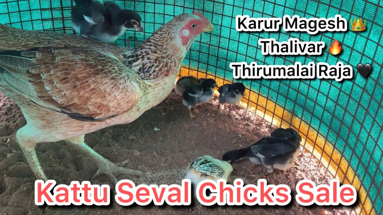 Kattu seval Chicks Sale | Kathirvel Farms Karur | Peruvedai Koli pannai #kolivalarpu #poultry #seval