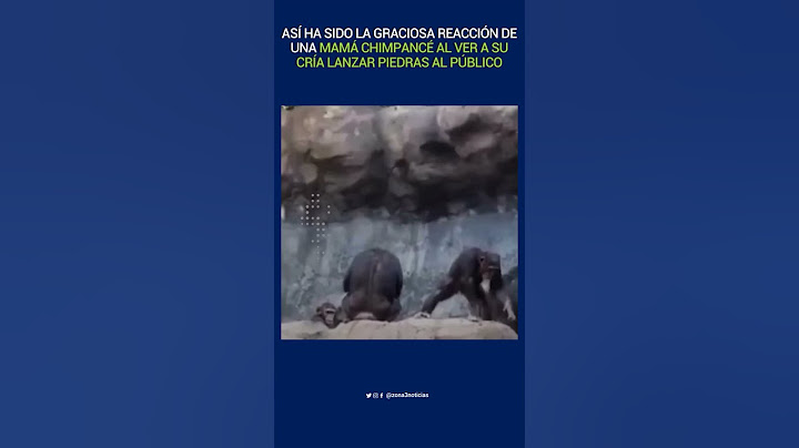 Así ha sido la graciosa reacción de una mamá chimpancé al ver a su cría lanzar piedras al público