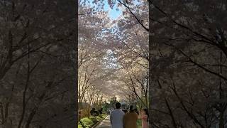 The Most Unreal Spring Colors I’ve Ever Seen at Duke Gardens