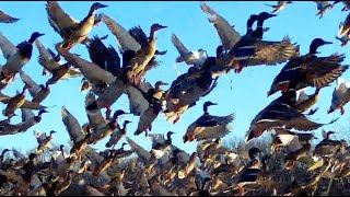 40,000 MALLARDS SUPER THICK SWARM FLOODED OXBOW, PINTAILS, TEAL, BUCKS, BOBCAT, EAGLES, RED OAKPOINT