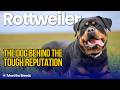 Don't Judge This Dog by Its Cover | Rottweiler