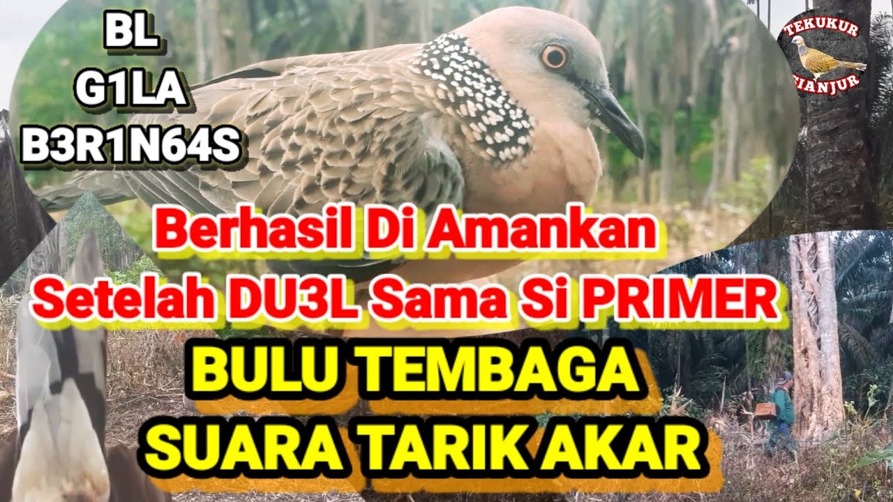 🔴TEKUKUR G1L4/B3R1N64S‼️SUARA TARIK AKAR||Berhasil Di Amankan Setelah Dv3L Sama Si Primer#@T.Sianjur