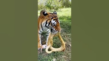 Brave Tiger vs Python – A Heroic Rescue 🐯💪 #cat