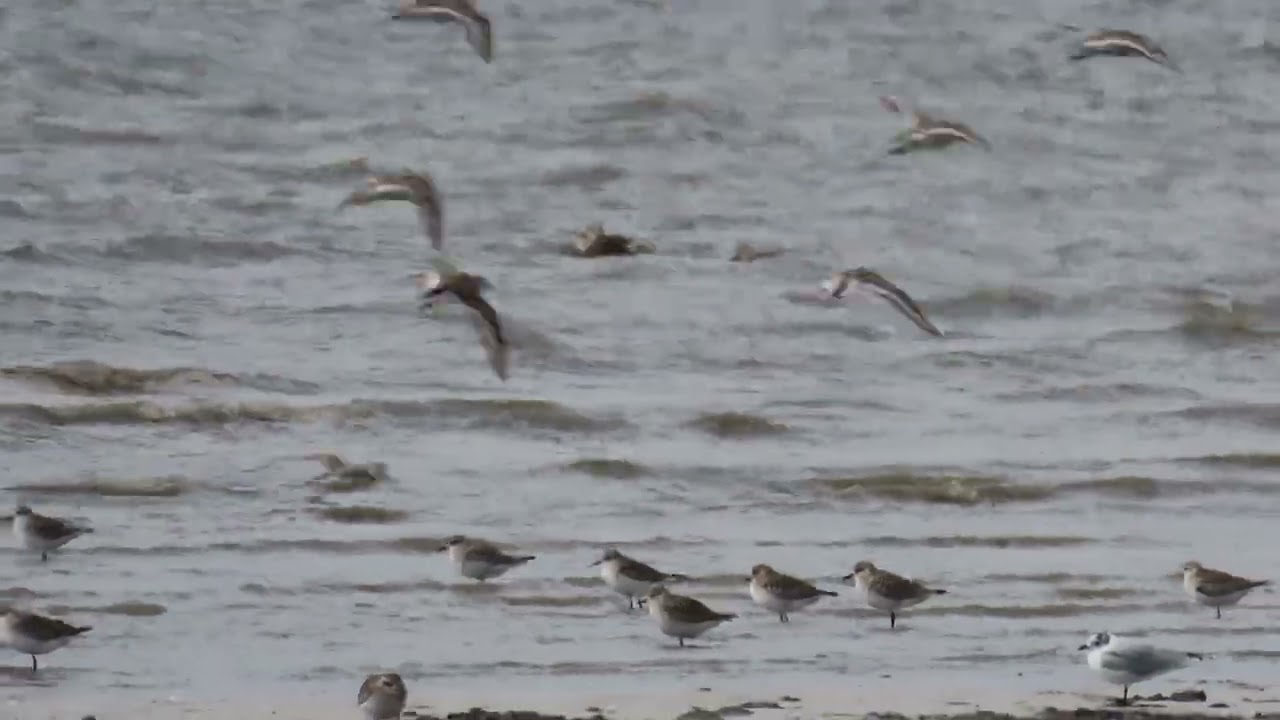 2026東与賀干潟＃2「オナガガモ 」「ツクシガモ 」「ズグロカモメ」「ダイシャクシギ」2月22日