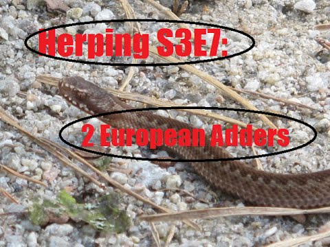 amphibians nedir Herping S3E7: 2 European Adders!