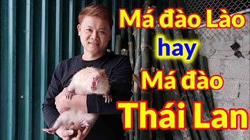 Chia sẻ cách phân biệt các loại dúi tránh nhầm lẫn gây hao hụt kinh tế/ Trại dúi miền Bắc