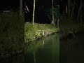 Mancing lele sambil dengerin dangdutan | video mancing ikan terbaru #shorts