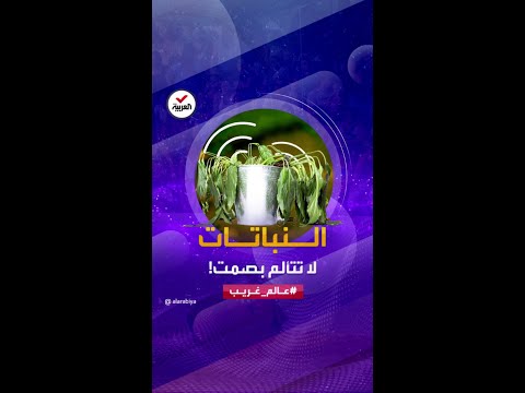 عالم غريب النباتات تئن وتصرخ دراسة جديدة تثبت أن النبات لا يتألم بصمت