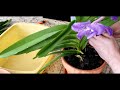 Potting up orchids from orchid classics 