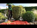 Trimming ornamental shrubs