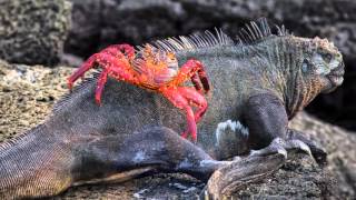 Galapagos 2016