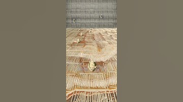 Logging Sediment Animation