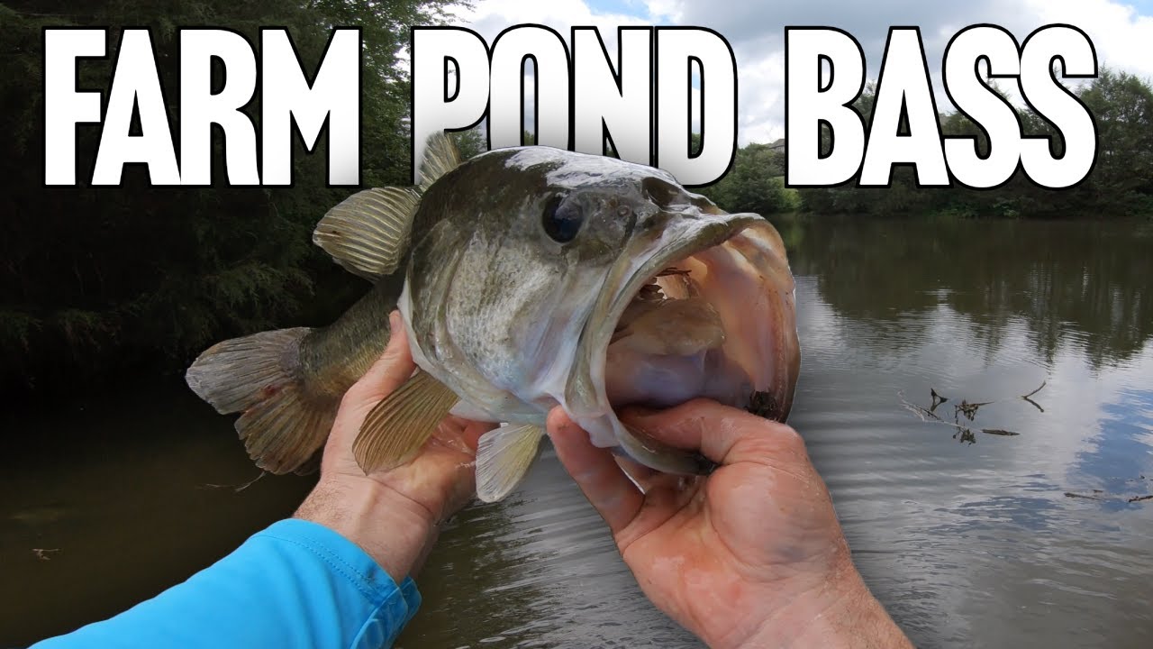 Big Farm Pond Bass