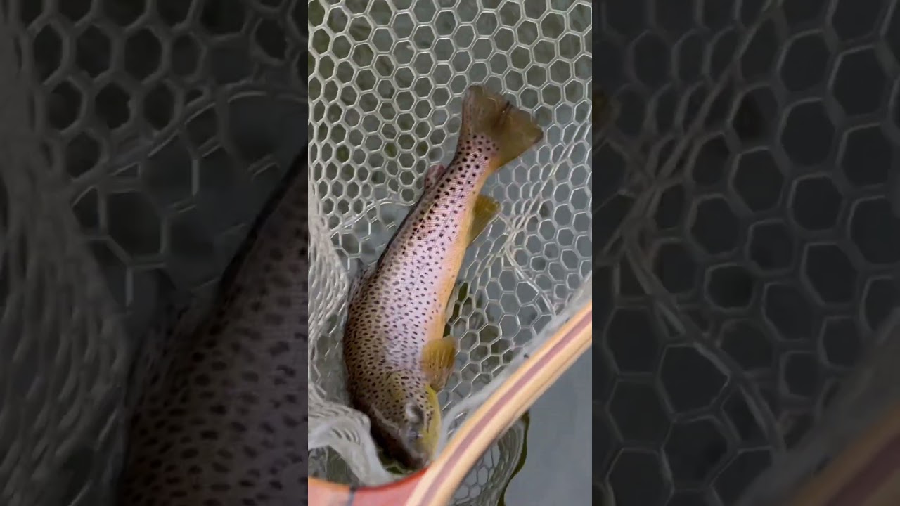 Big Vermont Brown Trout.. 