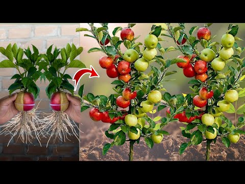 Video: Pawpaw Care In Containers: Pelajari Cara Merawat Pohon Pawpaw dalam Pot