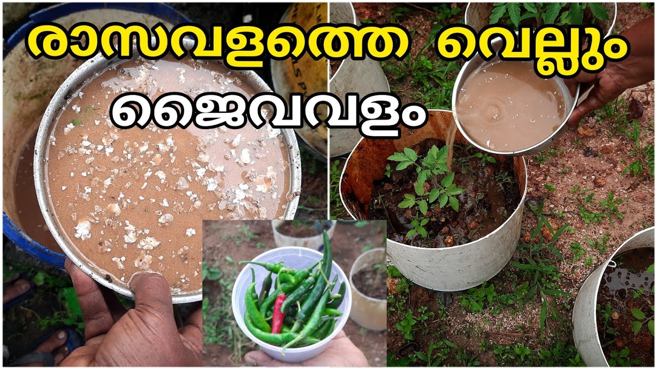 കഞ്ഞി വെള്ളത്തിൽ ഇതെല്ലാം ചേർത്ത് ഉപയോഗിക്കൂ|organic slury|സമ്പൂർണ്ണ ജൈവ സ്ലറി|