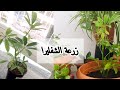 زرعة الشفليرا |طريقة نقل الشتلة الجديدة