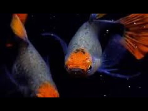 Video Cá bảy màu koi đen short dòng cá lý tưởng cho người... - youtube