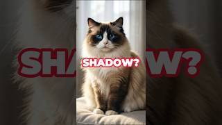 Is Your Cat A "Shadow"? 🐱 (Cat Secrets Part 4)