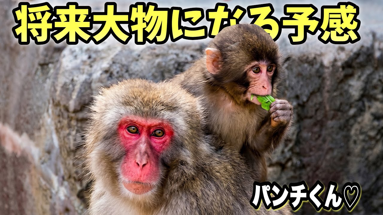 Baby Monkey Punch】He Found the Best Seat! Too Cute to Handle