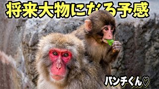 【パンチくん🐵】仲間もどんどん増えて特等席を見つけた！反則級に可愛いぞ♡見逃すな〜w